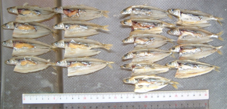 fig.01 ���v���ɂ�����A���J�T�M�̎��Y��i�Q�O�O�T�N���j