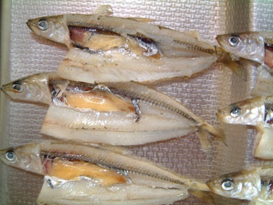 fig.02 ���v���̃��J�T�M���i�Q�O�O�T�N���j