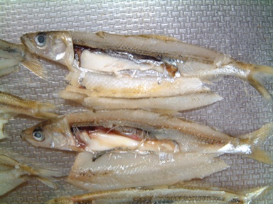 fig.03 ���v���̃��J�T�M�̗Y�i�Q�O�O�T�N���j