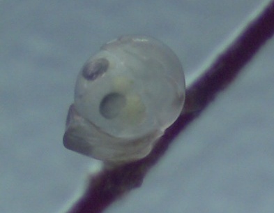 ���J�T�M���ᗑ