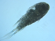 fig.01 �P���~�W���R