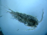 fig.02 �P���~�W���R