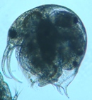 fig.03 �]�E�~�W���R