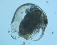 fig.04 �]�E�~�W���R