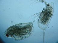 fig.05 �n���i�K�~�W���R