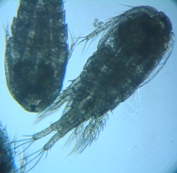 fig.02 �P���~�W���R
�i�Q�W�j