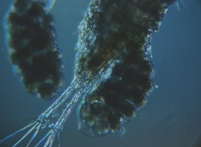 fig.04 �P���~�W���R�̗�