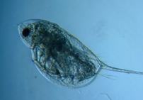 fig.05 �n���i�K�~�W���R