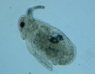 fig.06 �~�W���R
�i�m�[�v���E�X�j