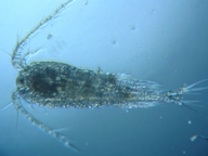 fig.01 �P���~�W���R