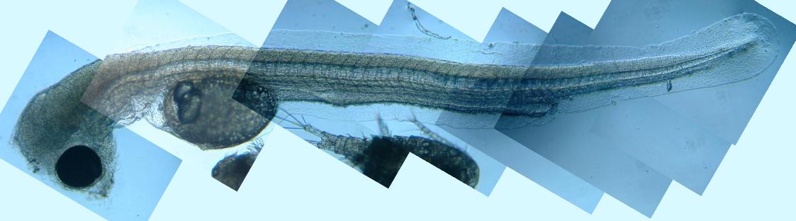 fig.01 �Ӊ�����̃��J�T�M�e��