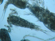 fig.02 �P���~�W���R�i�I�X�j