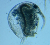 fig.04 �]�E�~�W���R