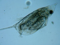 fig.05 �n���i�K�~�W���R