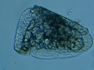 fig.06 �s�ځi�S�~�H�j