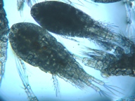 fig.03 �P���~�W���R
�i�Q�W�j