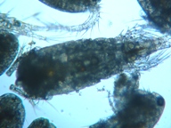 fig.04 �P���~�W���R�i�I�X�j