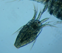 fig.05 �P���~�W���R
�i�m�[�v���E�X�j