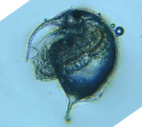 fig.06 �]�E�~�W���R