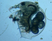 fig.01 �]�E�~�W���R