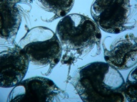 fig.03 �]�E�~�W���R
�i�Q�W�j