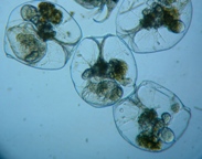 fig.05 �t�N�������V
�i�Q�W�j