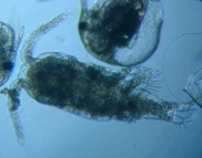 fig.06 �P���~�W���R