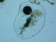 fig.01 �t�N�������V