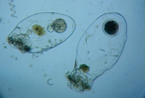 fig.02 �t�N�������V