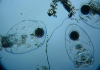 fig.03 �t�N�������V
�i�Q�W�j