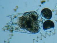 fig.04 �c�{�����V