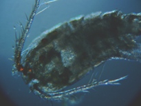 fig.05 �P���~�W���R