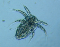 fig.06 �P���~�W���R
�i�m�[�v���E�X�j