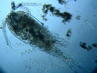 fig.02 �P���~�W���R