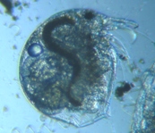 fig.03 �]�E�~�W���R