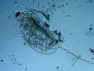 fig.04 �n���i�K�~�W���R