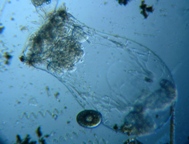 fig.05 �t�N�������V