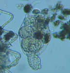 fig.06 �e�}�������V