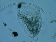 fig.07 �s�ڂO�P