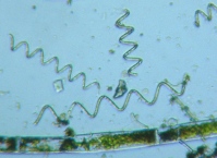 fig.09 �I�}�P�ł�
�A���v�����N�g��