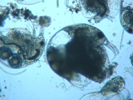 fig.02 �]�E�~�W���R