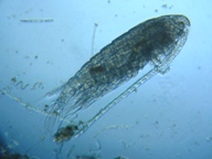 fig.03 �q�Q�i�K�P���~�W���R