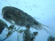 fig.04 �P���~�W���R