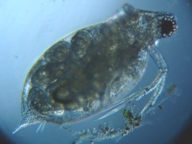 fig.05 �~�W���R