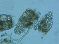 fig.02 �e�}�������V