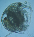 fig.03 �]�E�~�W���R