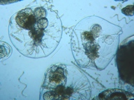 fig.04 �t�N�������V