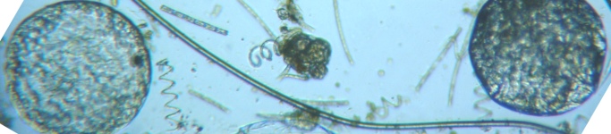 fig.09 �����ޓ��̌Q�W