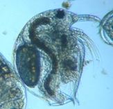 fig.01 �]�E�~�W���R