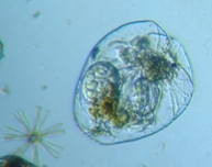 fig.03 �t�N�������V�i���^�j